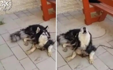 Strateného psa sa policajti snažili nájsť podľa jeho obľúbenej pesničky. Obišli celé mesto a podvyživené zviera nakoniec objavili Strateného psa sa policajti snažili nájsť podľa jeho obľúbenej pesničky. Obišli celé mesto a podvyživené zviera nakoniec objavili