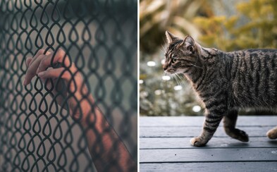 Strážníci na Srí Lance zadrželi kočku, která do vězení pašovala drogy. Podařilo se jí uprchnout Strážníci na Srí Lance zadrželi kočku, která do vězení pašovala drogy. Podařilo se jí uprchnout