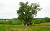 Strom roku 2022: Vítězem se stala hrušeň hnilička ze Středočeského kraje