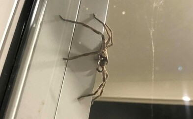 Študentka sa bála pavúka, a preto si zavolala donáškovú službu, aby ho odstránila z dverí Študentka sa bála pavúka, a preto si zavolala donáškovú službu, aby ho odstránila z dverí