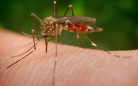 Štvou tě komáři? Dnes budou mimořádně aktivní na většině Česka