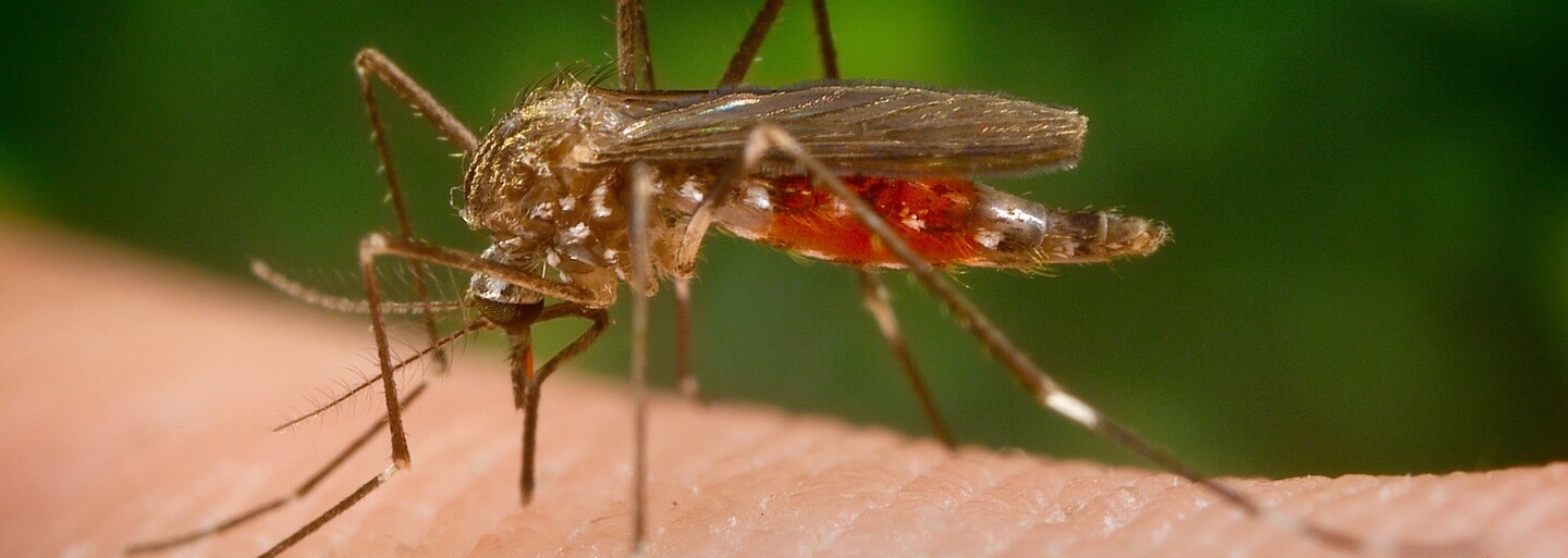 Štvou tě komáři? Dnes budou mimořádně aktivní ve většině Česka
