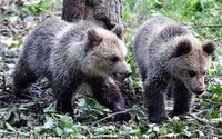 Štyri medvede sa pohybovali na turistami vyhľadávanom mieste na Veľkej Rači