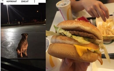 Sučka v noci uteká z domu pred McDonald's a tvári sa, že je bez domova, aby ju ľudia kŕmili hamburgermi Sučka v noci uteká z domu pred McDonald's a tvári sa, že je bez domova, aby ju ľudia kŕmili hamburgermi
