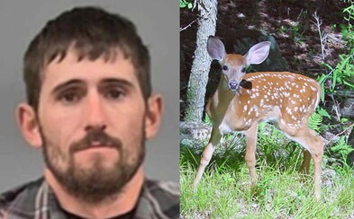 Súd nariadil, že pytliak bude musieť vo väzení pozerať film Bambi každučký mesiac Súd nariadil, že pytliak bude musieť vo väzení pozerať film Bambi každučký mesiac