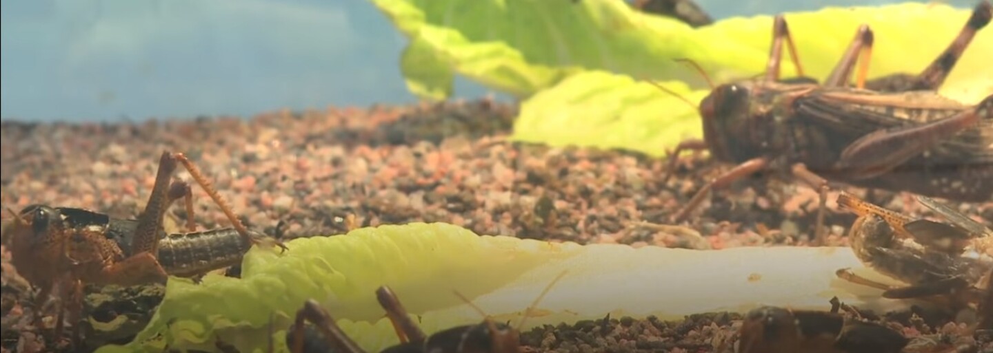 Syr prepchatý larvami či šťava z ovčích očí. Návšteva nového múzea nechutného jedla by v tebe príjemné pocity nezanechala