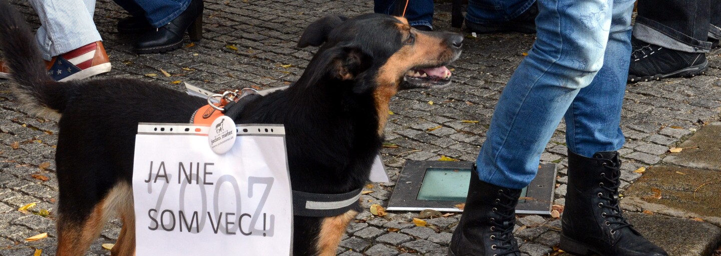 Tam, kde sa porušujú práva zvierat, nastúpi zvierací ombudsman (Rozhovor)