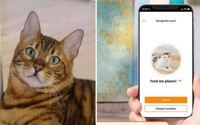 Tato aplikace ti přeloží mňoukání tvé kočky do lidské řeči