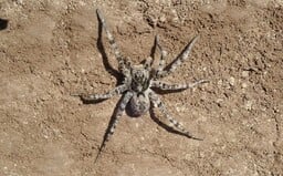 Tato chlupatá bestie žije i v Česku. Gigantický slíďák tatarský může být velký až 10 centimetrů a jeho kousnutí pořádně bolí