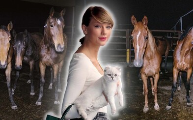 Taylor Swift zrušila vystoupení. Organizátoři koncertu údajně nechali zemřít 6 koní, tvrdí aktivisté Taylor Swift zrušila vystoupení. Organizátoři koncertu údajně nechali zemřít 6 koní, tvrdí aktivisté