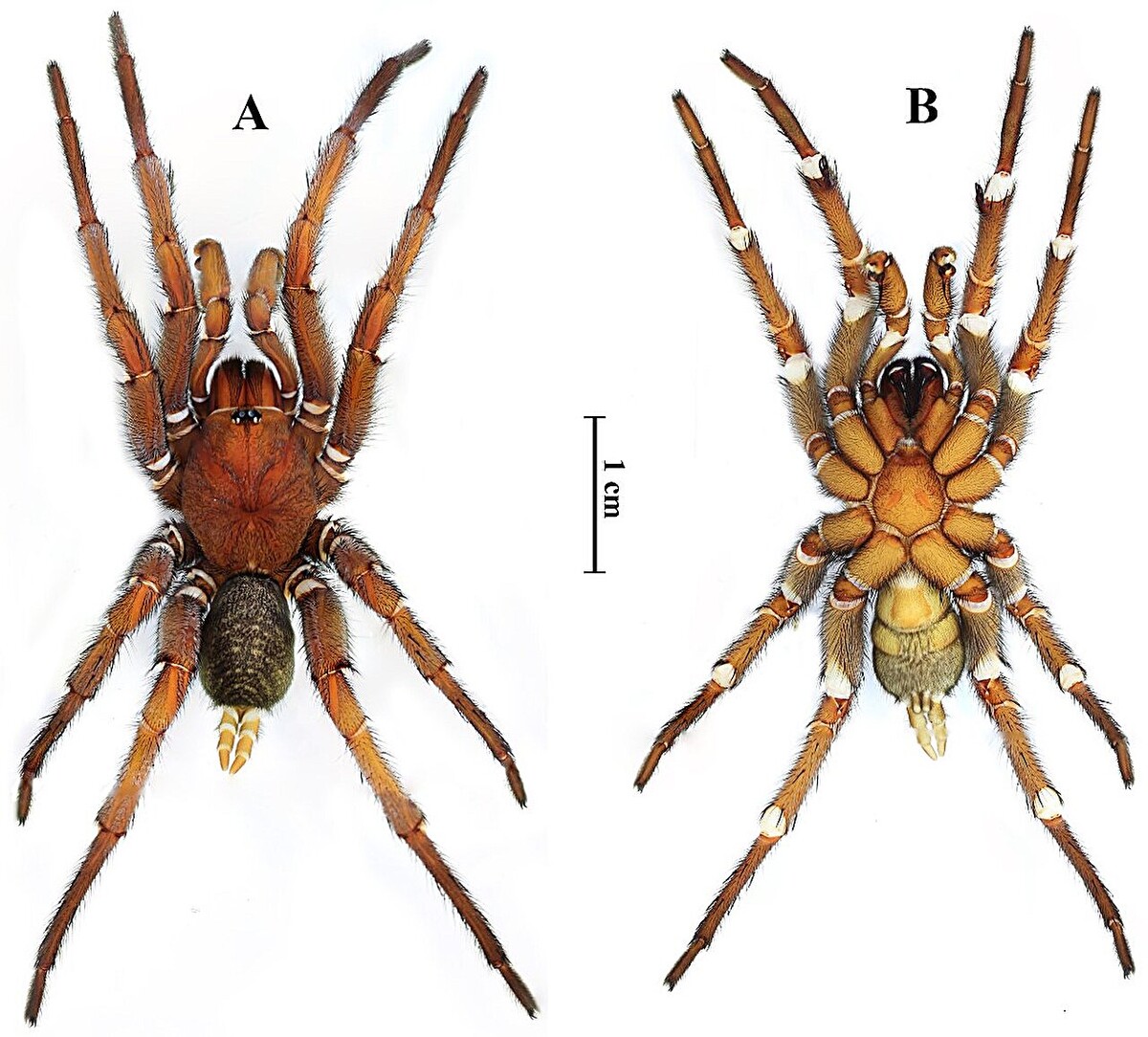 zootaxapavúkthajsko