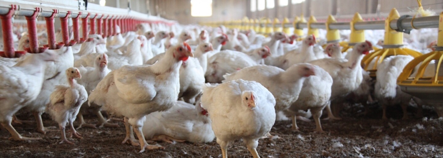 Tesco přestane ve střední Evropě prodávat vejce z klecových chovů. Nechce podporovat neetické farmy