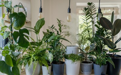 The 7 Best Indoor Plans That Look Good, Don't Cost Much, And Are Suitable For Beginners