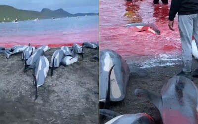 The Faroe Islands Authorised The Killing Of 500 White-Sided Dolphins This Year. It Is A Long-Standing Tradition
