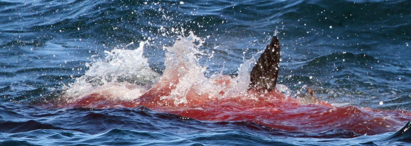 The Worst Shark Attack in Human History Took Hundreds of Lives