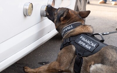 Tieto psy vedia vyňuchať drogy aj bankovky. Bratislavskí psovodi minulý rok zachytili až 5,5 kilogramu marihuany