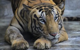 Tiger prešiel počas deviatich mesiacov 3 000 km. Hľadal si nové teritórium
