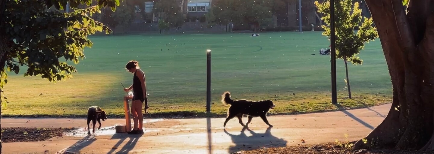 TOP 5 pet-friendly miest na Slovensku. Kde sa im žije najlepšie a kde ich zanedbávajú?