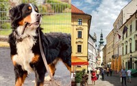 TOP 5 pet-friendly miest na Slovensku. Kde sa im žije najlepšie a kde ich zanedbávajú?
