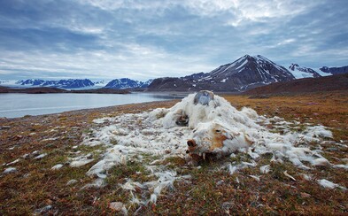 Toto sú najlepšie a najsilnejšie fotografie roka. Ukazujú enviromentálne problémy či nádherné prostredia Toto sú najlepšie a najsilnejšie fotografie roka. Ukazujú enviromentálne problémy či nádherné prostredia