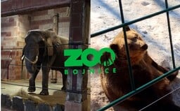 Trápia sa slony v bojnickej ZOO? Majestátne stvorenia sme navštívili v mínusových teplotách