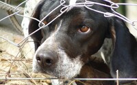 Tresty za týranie zvierat na Slovensku môžu byť prísnejšie. Návrh chce násilníkov posielať do väzenia namiesto pokutovania 