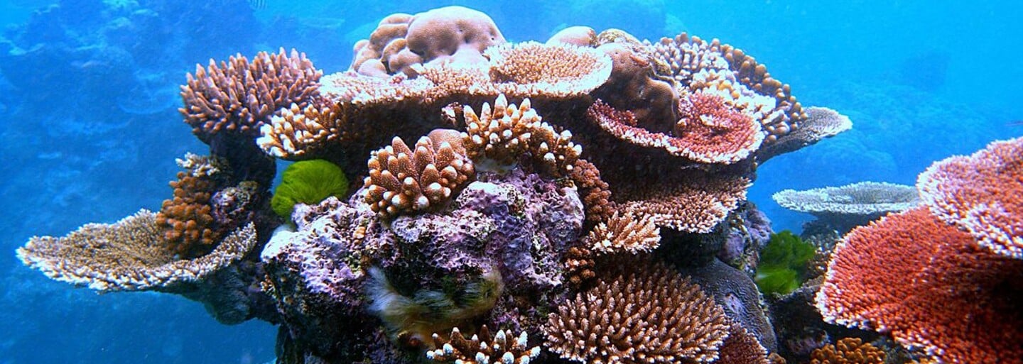 Třetina korálových útesů v Tichém oceánu je pokryta plastem. Do roku 2025 na nich bude zachyceno 15 miliard kousků plastového odpadu