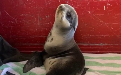 Tuleň sa zatúlal a skončil na parkovisku, museli poňho prísť hasiči. Po stresovej situácii si doprial zaslúžený spánok Tuleň sa zatúlal a skončil na parkovisku, museli poňho prísť hasiči. Po stresovej situácii si doprial zaslúžený spánok