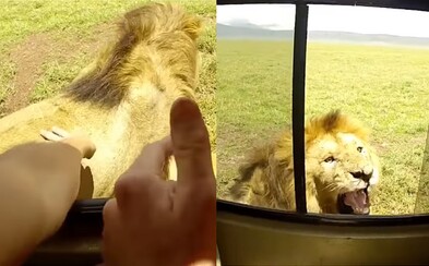 Turista sa pokúšal pohladkať leva v prírodnej rezervácii, ale nemal to urobiť. Šelma v sekunde stratila nervy a zaútočila Turista sa pokúšal pohladkať leva v prírodnej rezervácii, ale nemal to urobiť. Šelma v sekunde stratila nervy a zaútočila