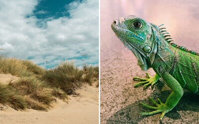 Turisti majú sex v dunách, ničia španielsku prírodnú rezerváciu. Ich vinou zomrel leguán, ktorý zjedol kondóm 