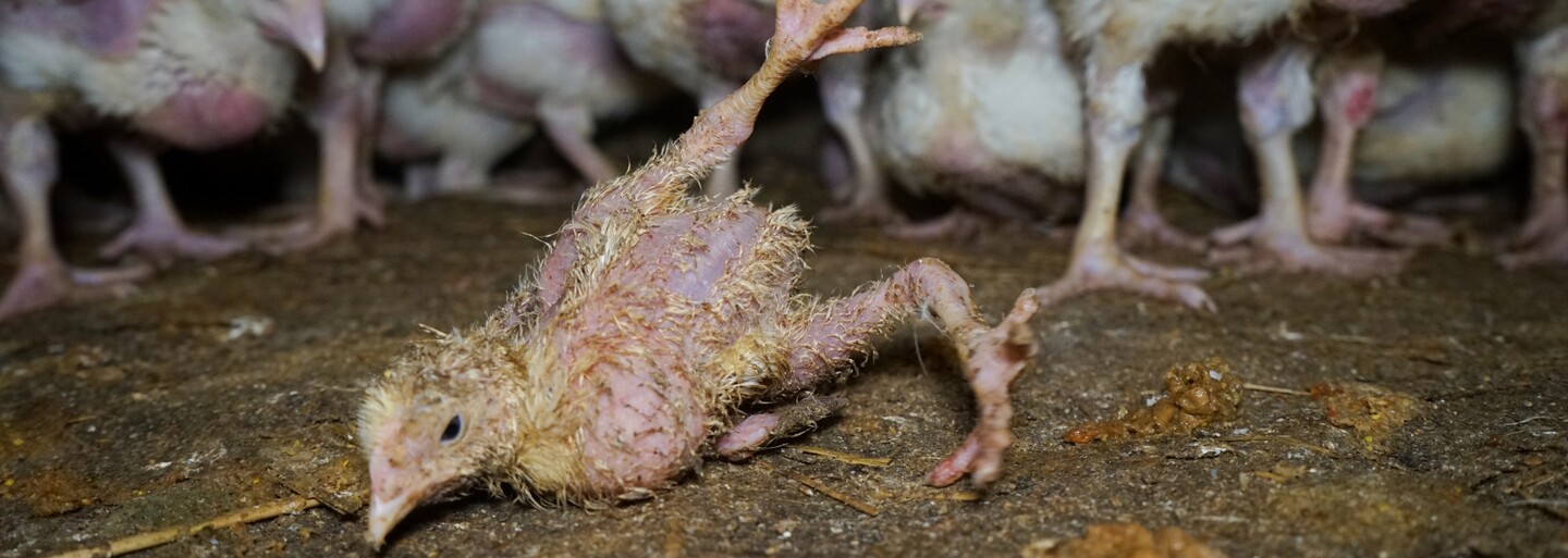 Tyto české obchodní řetězce a fastfoody se nezavázaly k lepší péči o kuřata. V jejich regálech stále najdeš zubožená rychlokuřata