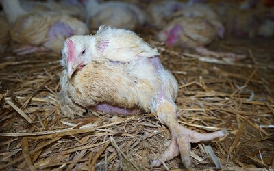 Tyto české obchodní řetězce a fastfoody se nezavázaly k lepší péči o kuřata. V jejich regálech stále najdeš zubožená rychlokuřata