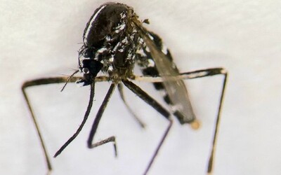 U sousedů potvrdili výskyt nebezpečného druhu komára. Přenáší až 22 virů