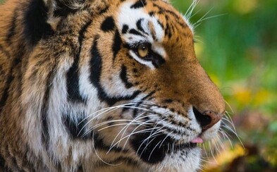 U tygra potvrdili koronavirus, nakazil ho zřejmě pracovník zoo U tygra potvrdili koronavirus, nakazil ho zřejmě pracovník zoo