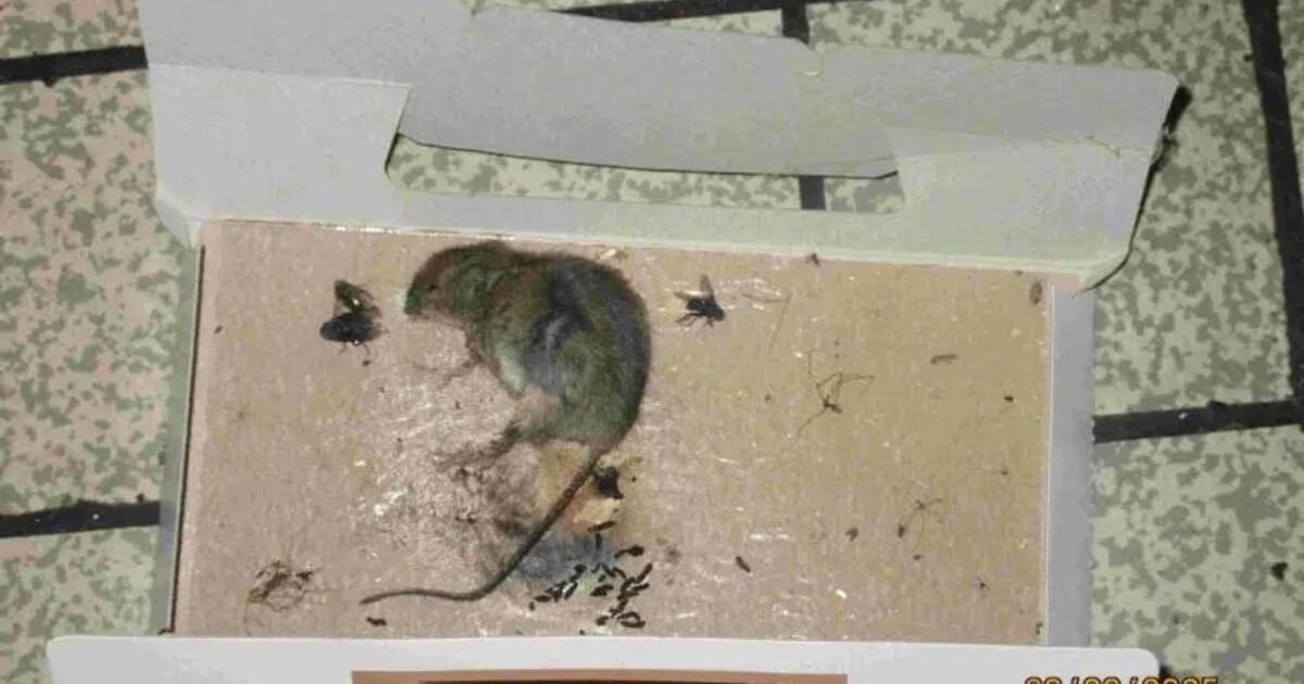 FOTO: Jen pro silné žaludky: V brněnské hospodě se válely mrtvé myši. Inspekce objevila i trus a plísně