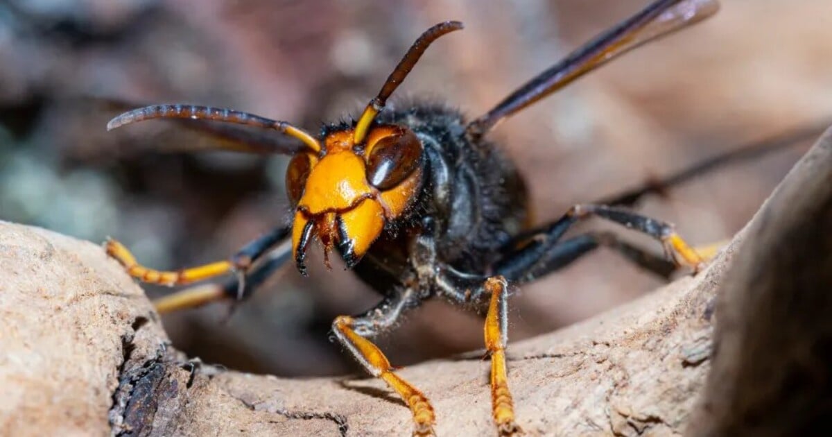Rodinná tragédie: Otec a syn zemřeli po útoku sršňů asijských