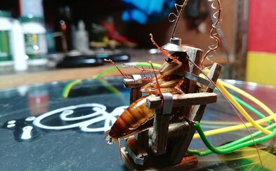 Umělec popravil švába na miniaturním elektrickém křesle. Lidé ho kritizují Umělec popravil švába na miniaturním elektrickém křesle. Lidé ho kritizují