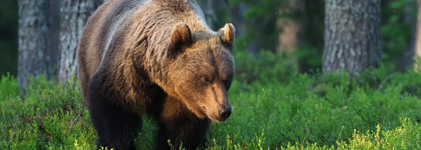 Umírající medvěd zabil ruského lovce, který ho postřelil. Údajně mu rozdrtil lebku