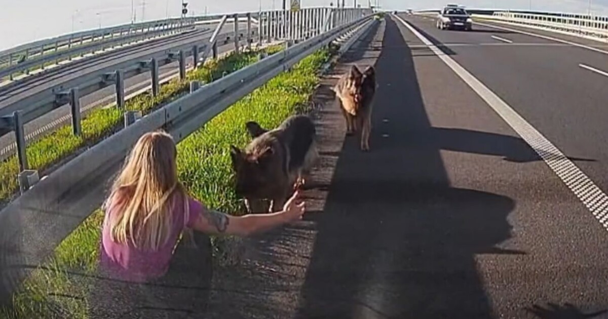 Dojemná záchrana pejsků na dálnici. Hrdinkou se stala policistka mimo službu