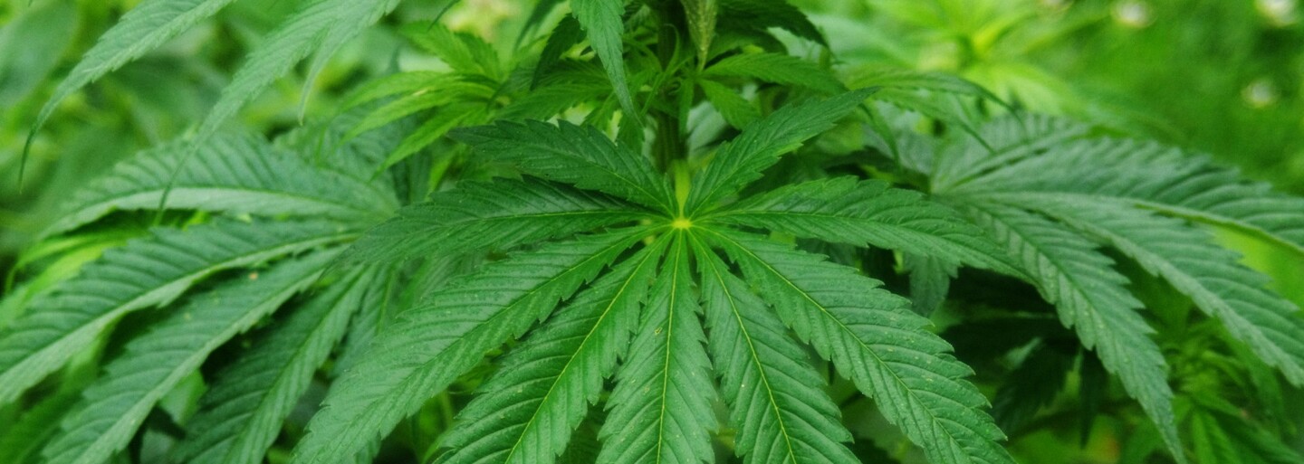 Uruguay kompletn zlegalizuje marihuanu Gram bude st t Uruguay kompletn zlegalizuje marihuanu Gram bude st t