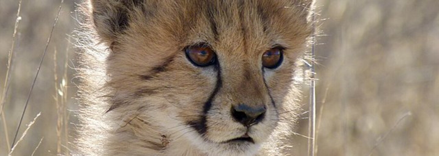 Ústecká zoo musela kvůli nemoci utratit obě mláďata geparda štíhlého
