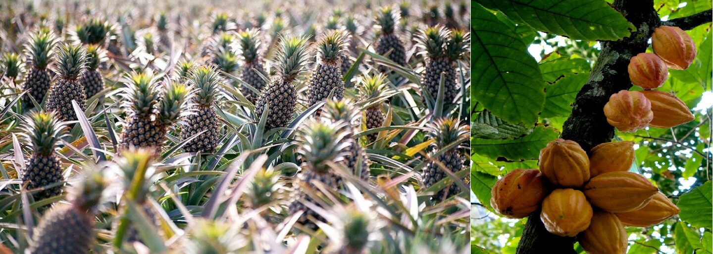 Uvažoval jsi někdy, jak rostou arašídy, kešu, skořice nebo ananas? I známé plody mohou růst nečekanými způsoby