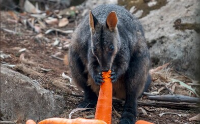 V Austrálii vyhodili 1 000 kilogramů jídla z helikoptéry pro hladové klokany V Austrálii vyhodili 1 000 kilogramů jídla z helikoptéry pro hladové klokany