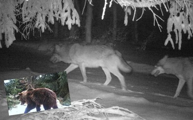 V Beskydech zachytila fotopast vlčí smečku. Vrátila se sem po dvaceti letech, spatřen byl i medvěd V Beskydech zachytila fotopast vlčí smečku. Vrátila se sem po dvaceti letech, spatřen byl i medvěd
