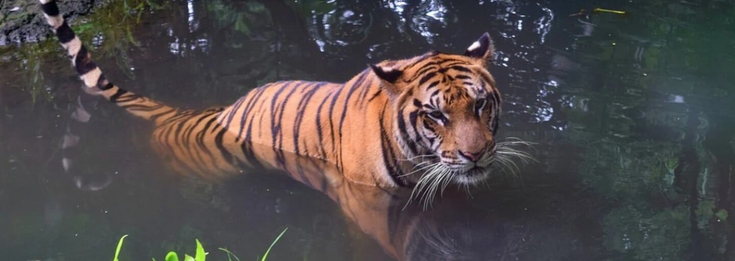 Tygr na Slovensku: U obce Ulič se pohybuje tygr, utekl ze zoo na Ukrajině