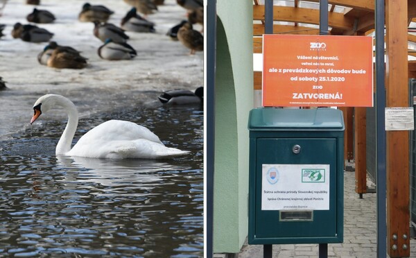 V bojnickej ZOO museli kvôli vtáčej chrípke utratiť už 41 kusov vtáctva
