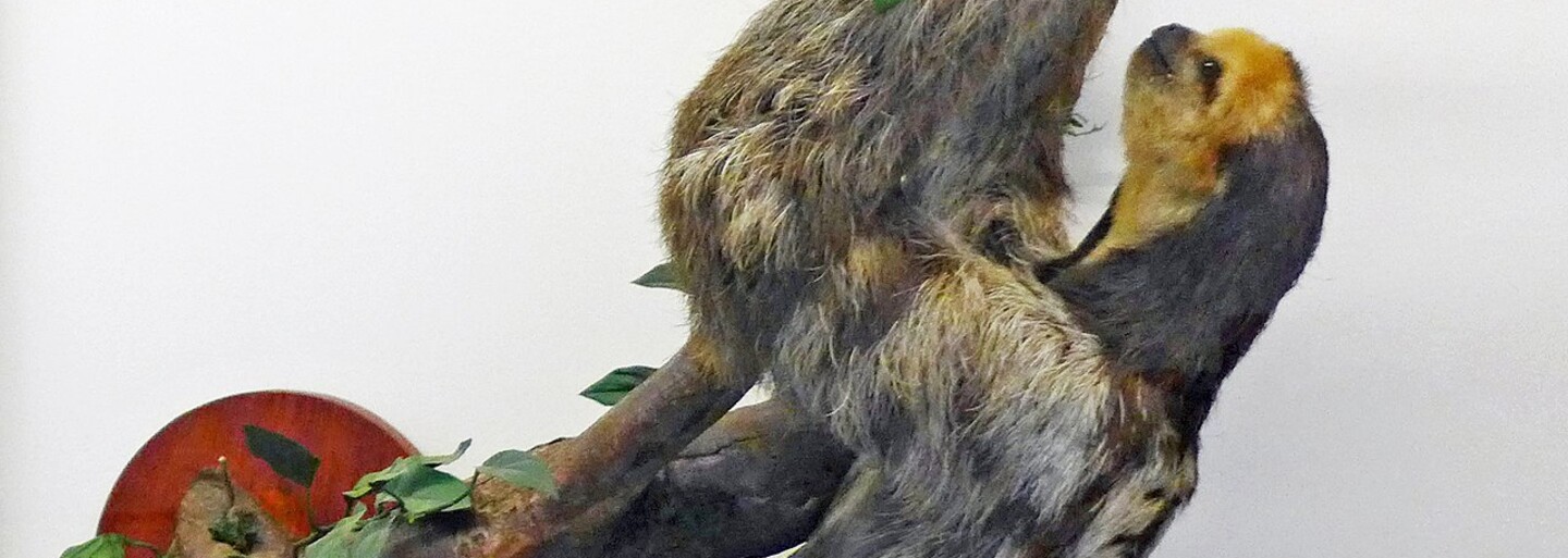 V Brazílii objevili nový druh lenochoda. Jeho hlava připomíná kokos