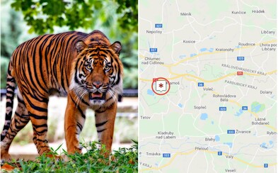 Na Hradecku utekli dva tygři a lev. Policie doporučuje, aby se lidé nezdržovali venku Na Hradecku utekli dva tygři a lev. Policie doporučuje, aby se lidé nezdržovali venku