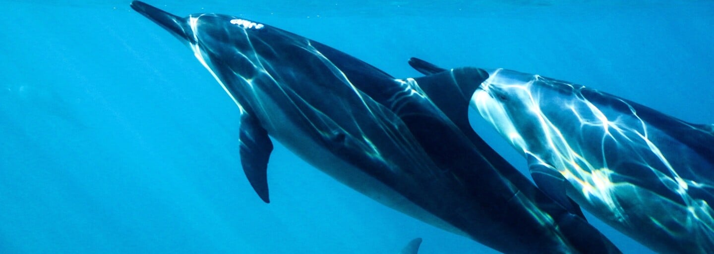 V Čiernom mori hromadne hynú delfíny. Podľa vedcov za to môže vojna na Ukrajine