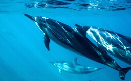 V Černém moři hromadně hynou delfíni. Podle vědců za to může válka na Ukrajině 